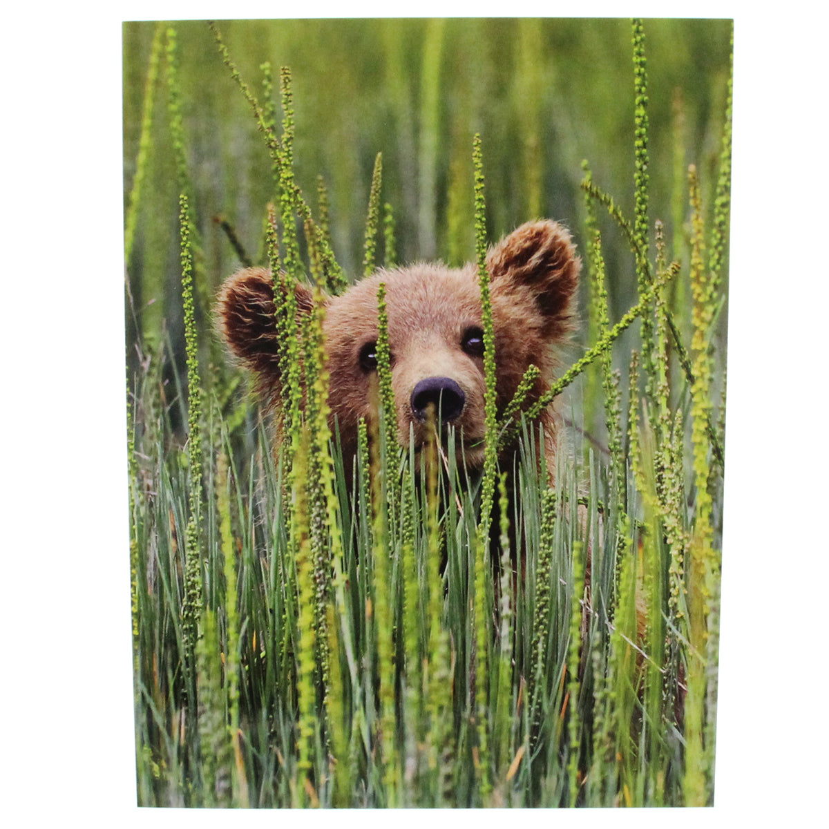 Friendship Card: (image of a bear)