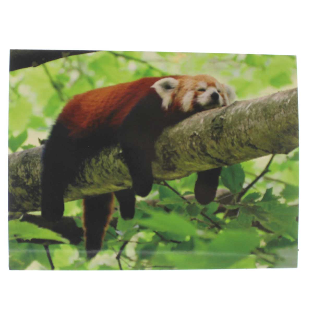Encouragement & Support Card: Hang in there (photo of napping red panda)