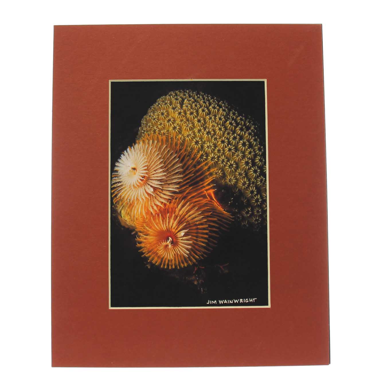 Jim Wainwright Spiral Worm-Orange Print